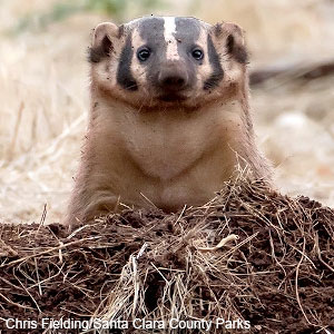 American Badger