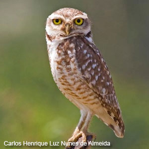 Burrowing Owl