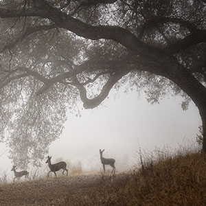 a group of deer beneath an oak tree on a smoky day