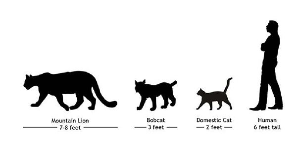 size comparison of mountain lion to bobcat, domestic cat and human