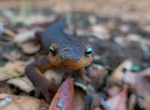 California Newt