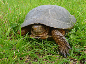 Western Pond Turtle © Ken Hickman