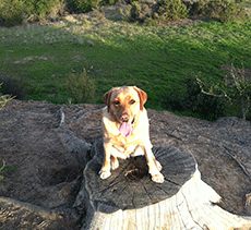 17.5-acre Off-Leash Dog Area