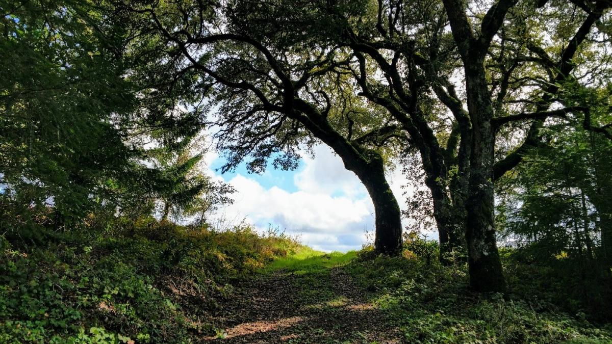 Long Ridge Preserve | Midpeninsula Regional Open Space District