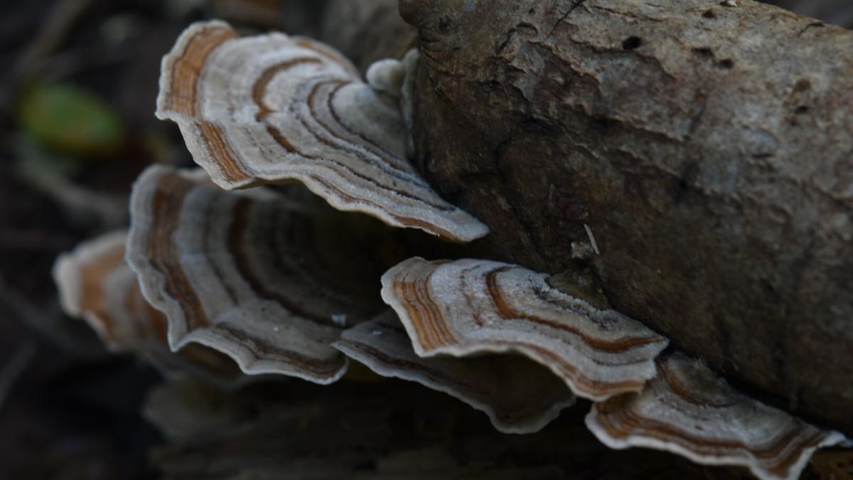 Turkey Tail Midpeninsula Regional Open Space District turkey-tail-midpeninsula-regional-open-space-district