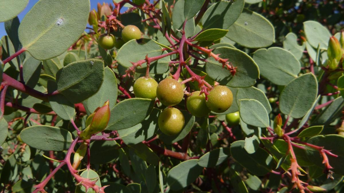 Manzanitas Midpeninsula Regional Open Space District