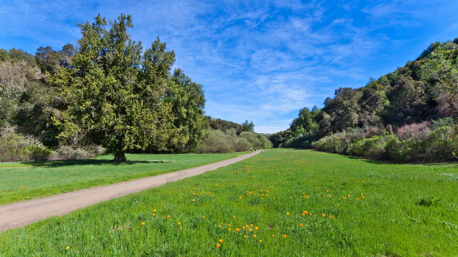 a trail runs between two grassy fields lined with trees