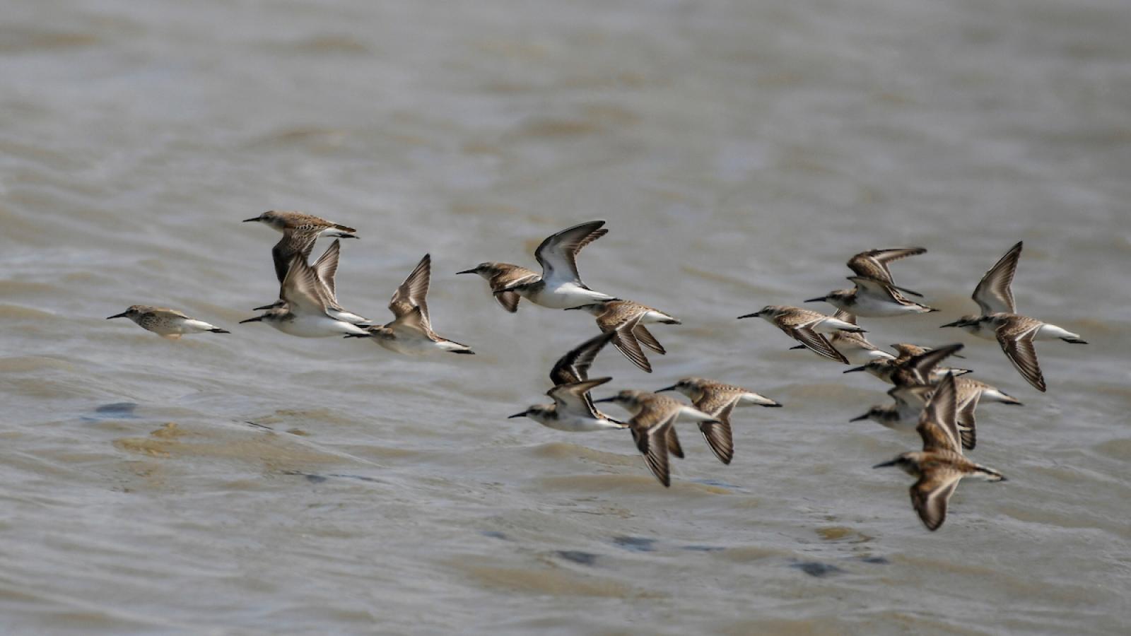 sandpipers in flight above the water