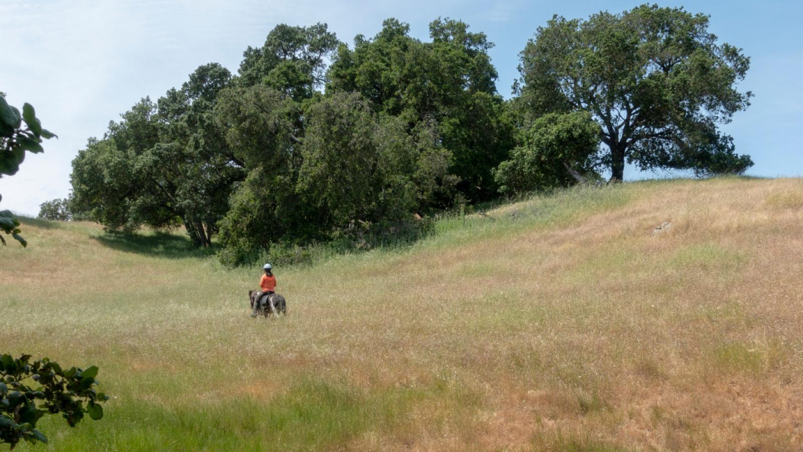 a rider and horse in a grassy meadow
