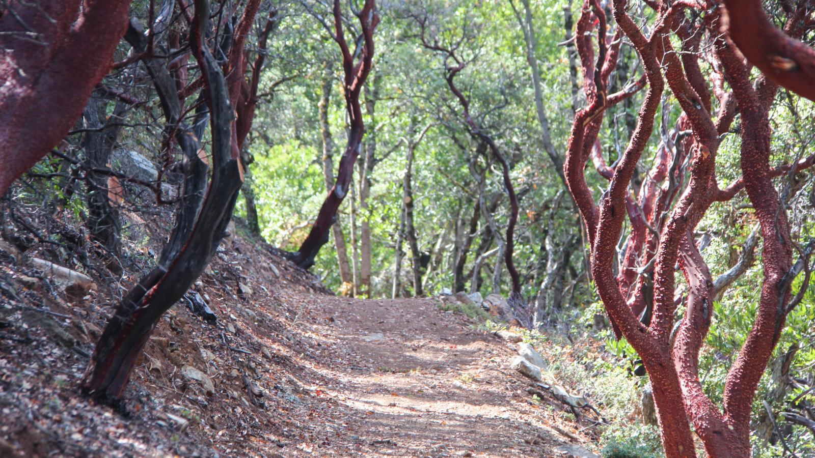 Mount Umunhum Trail / photo by Midpen staff 