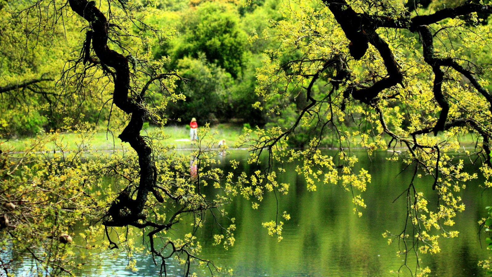 a pond surrounded by lush green trees