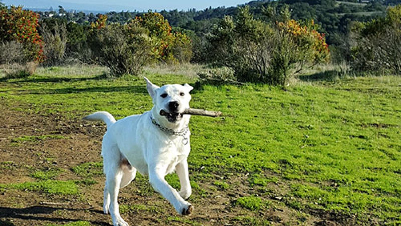 Photo: Christopher Hunter a dog running with a stick in it's mouth