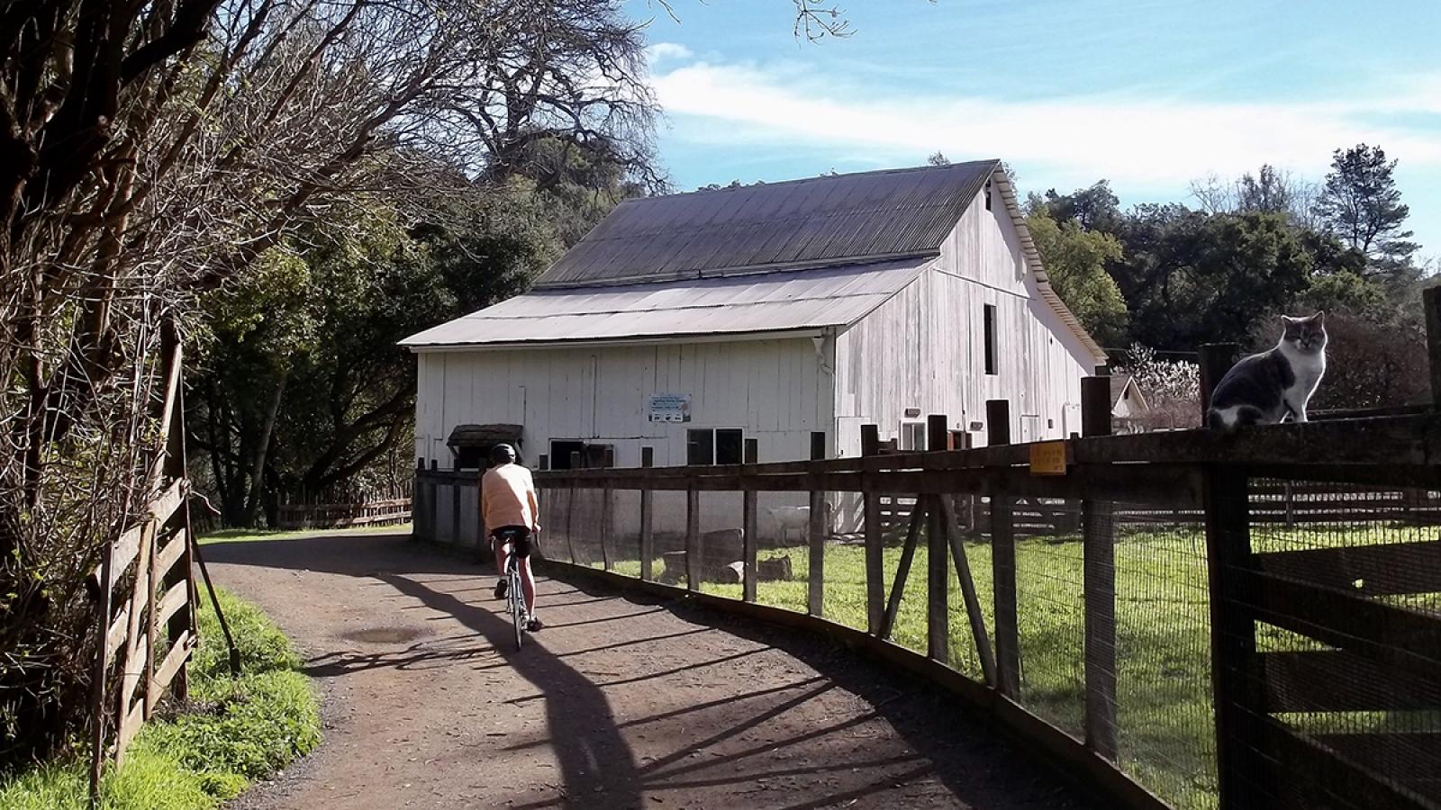 a bicyclist riding past a white barn