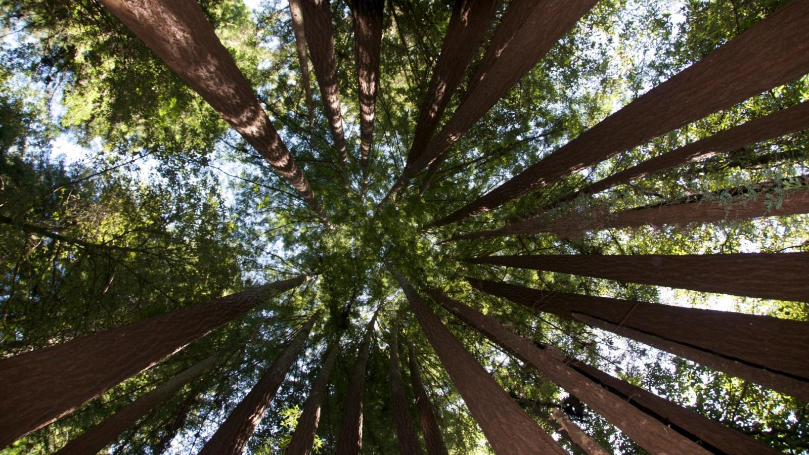 Redwood canopy at Bear Creek Redwoods Preserve / photo by Larry Turino