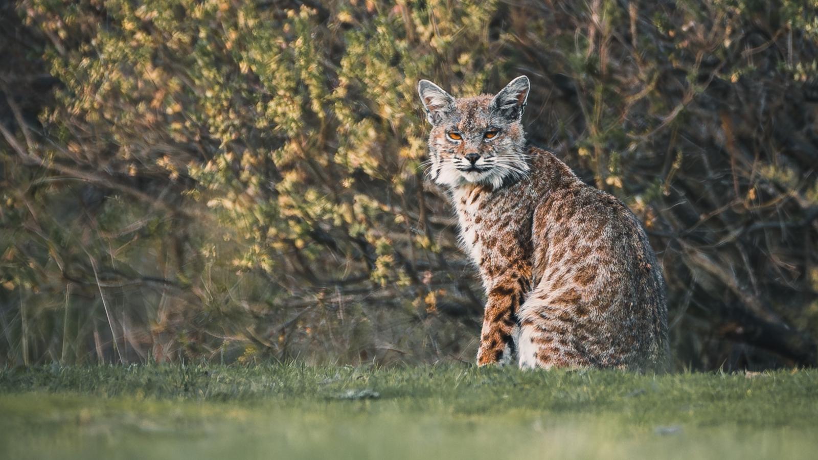 A bobcat sits on a field of grass