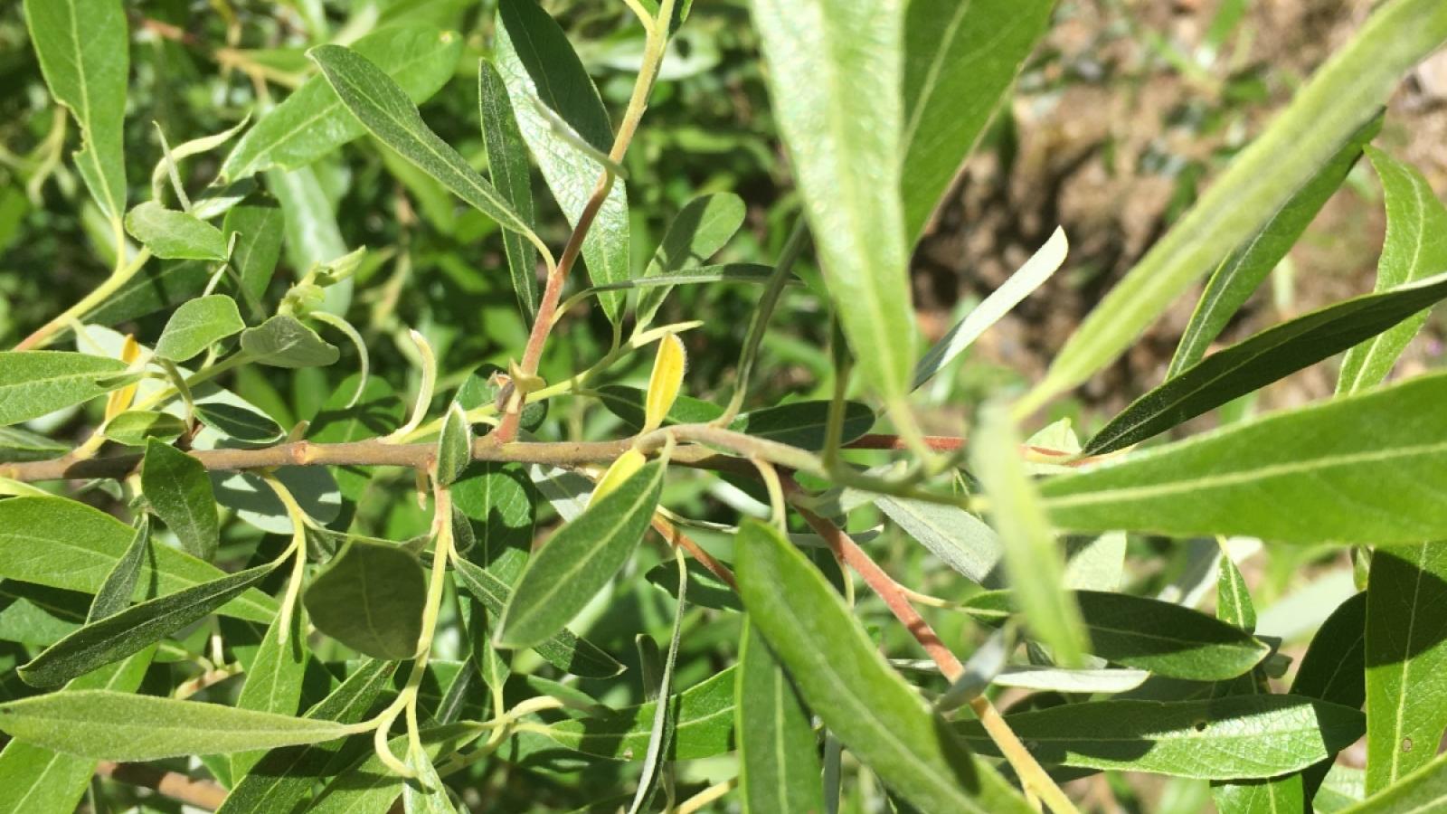 Arroyo Willow - John Rawlings