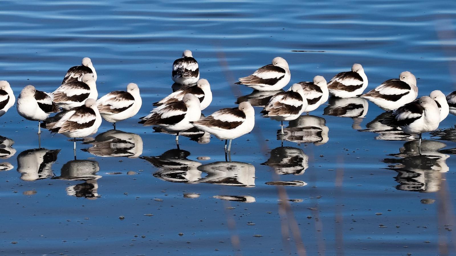 American Avocets