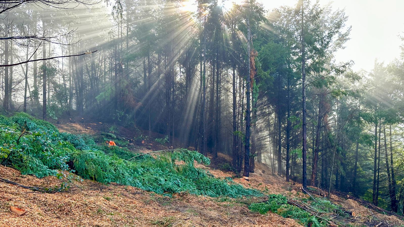 Light shining through douglas fir tree farm