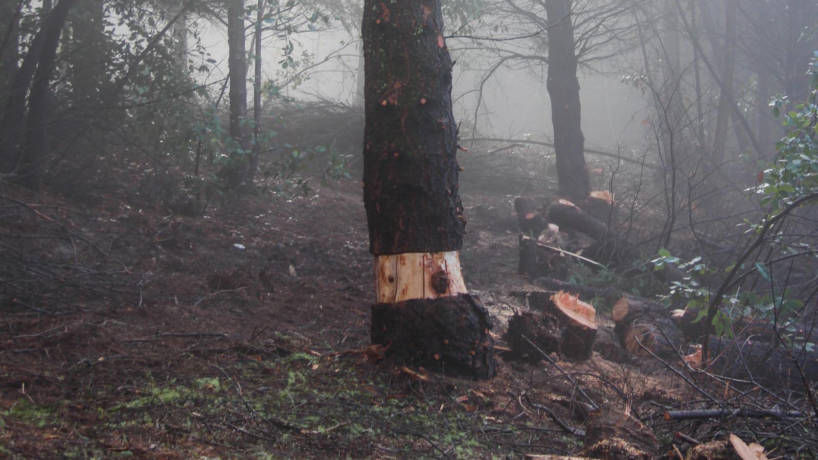 Tree Overtime Returning a Former Christmas Tree Farm to its Roots | Midpeninsula ...