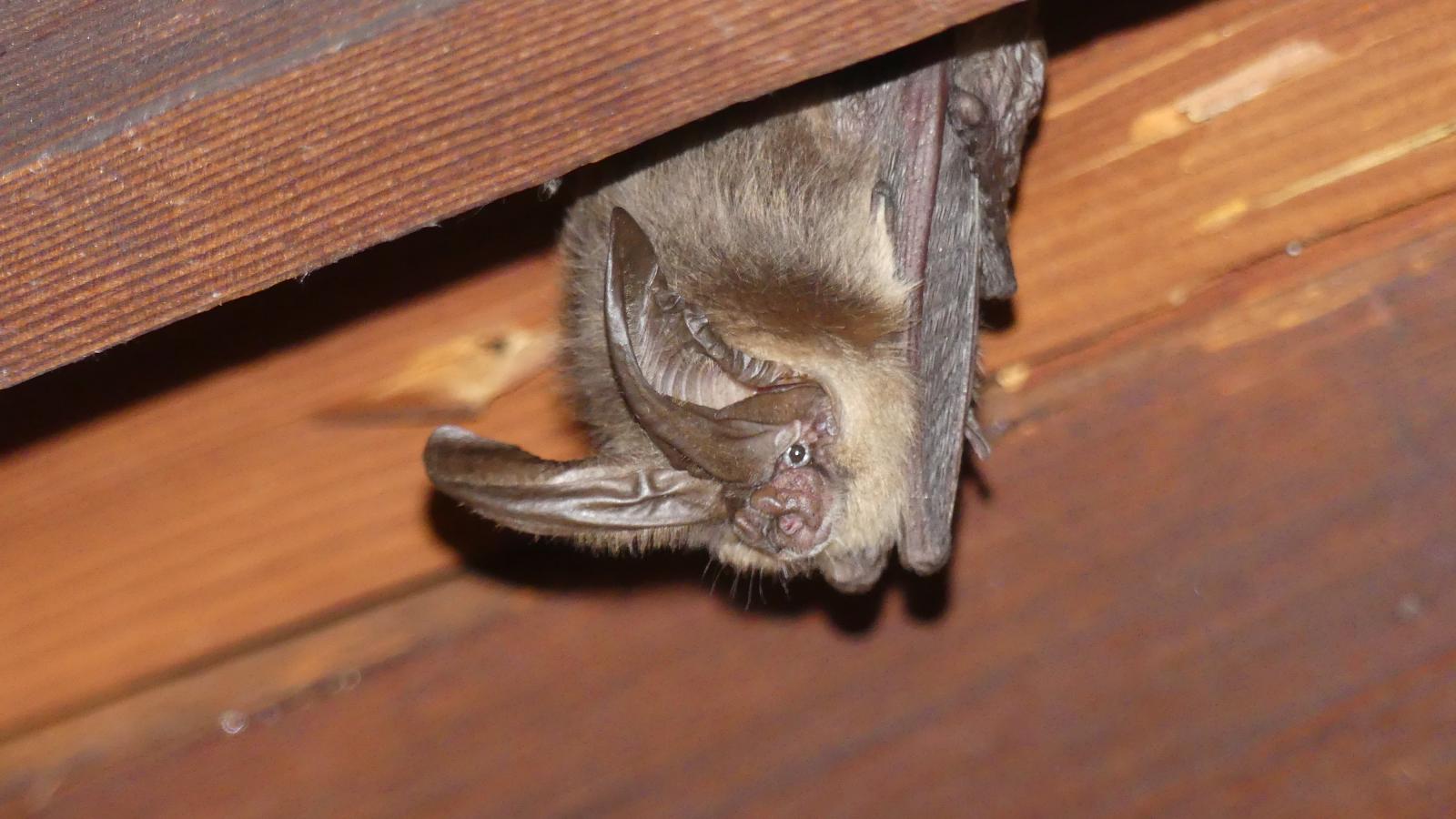 Townsend's big eared bat 