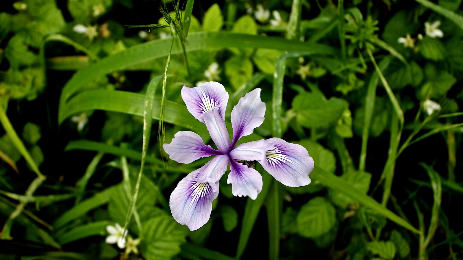 Douglas Iris at Purisima Creek Redwoods (Bruce Frymire)