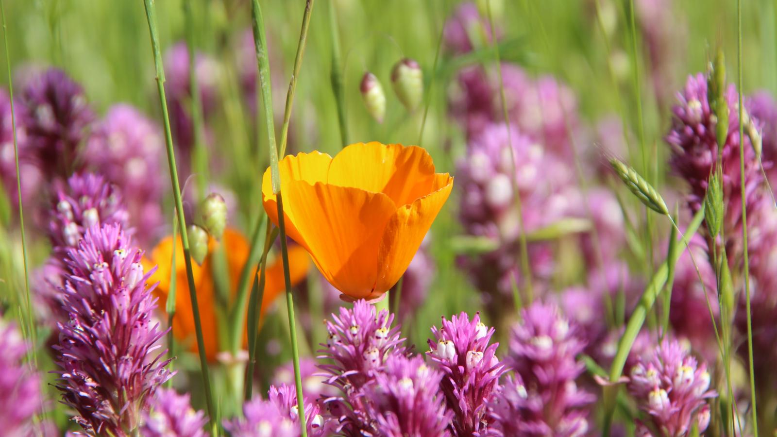 Poppy among Purple owl's clover