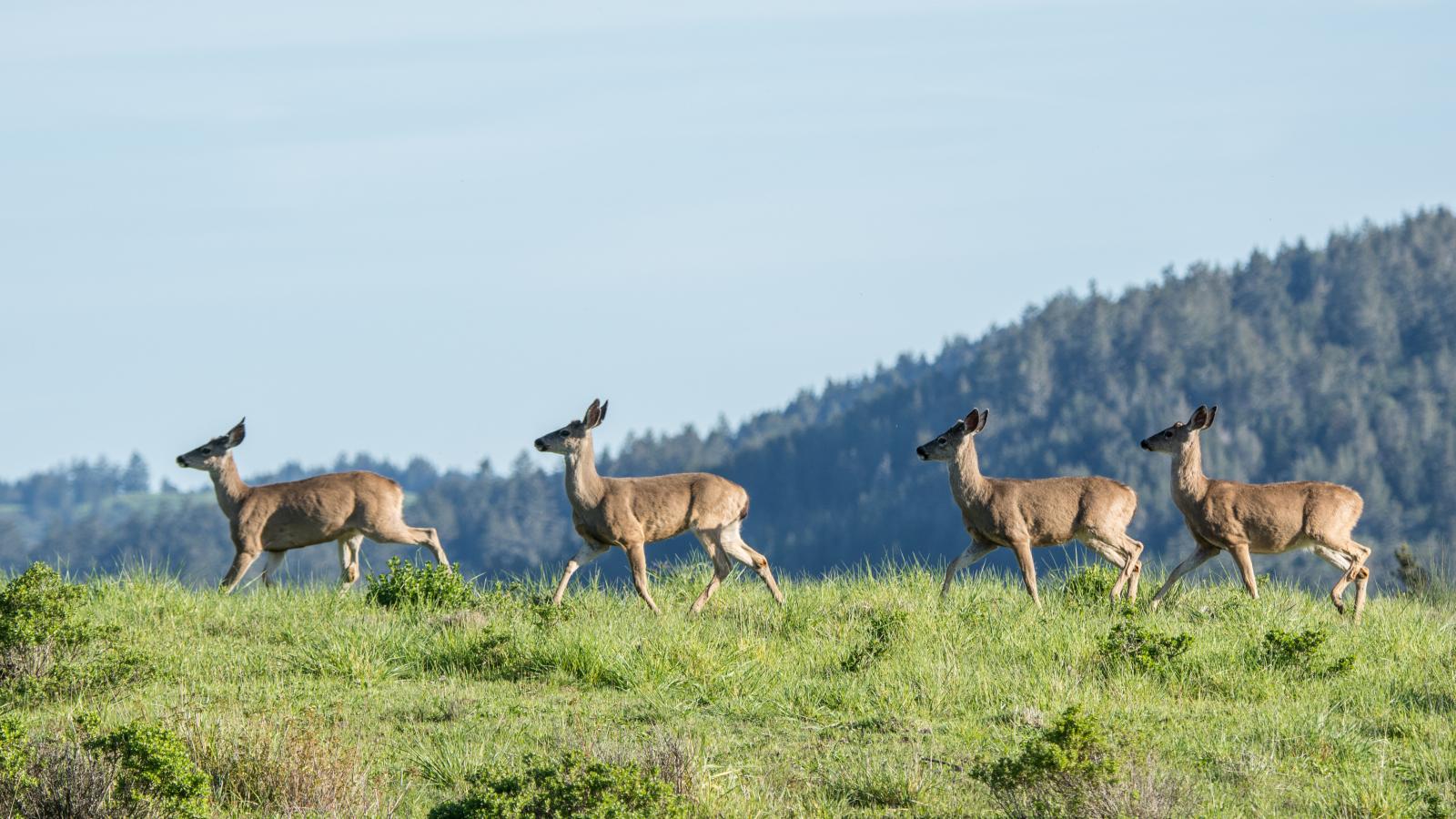 Closeup of deer