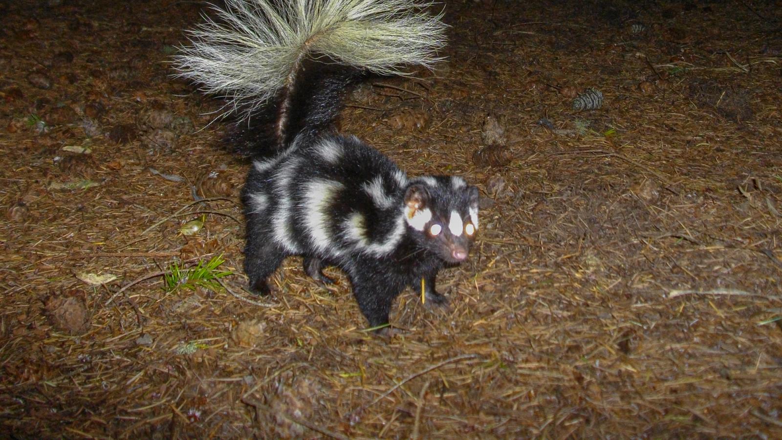 Spotted skunk in the dark with its tail raised
