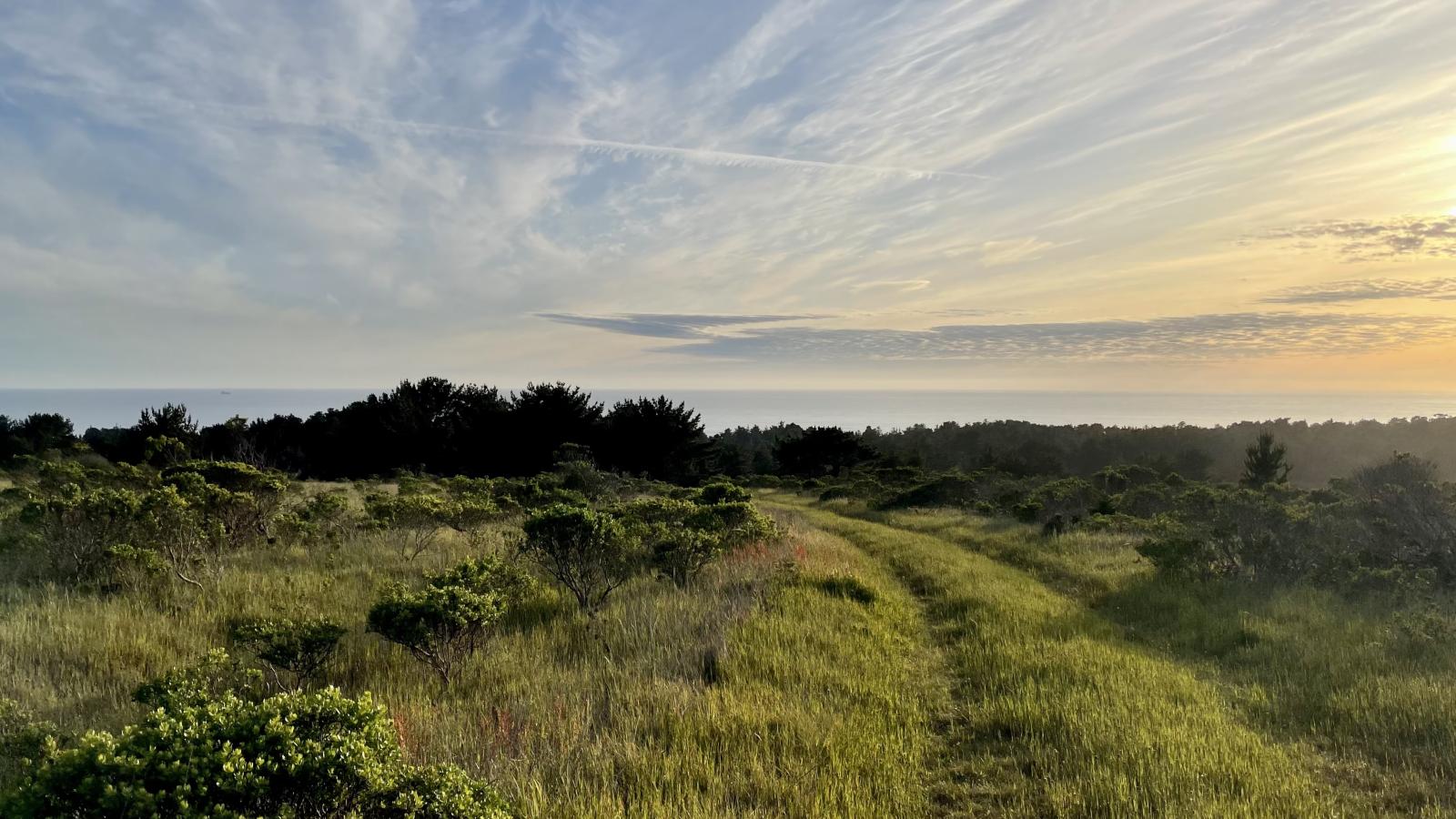 Sun beams over a grassy hill