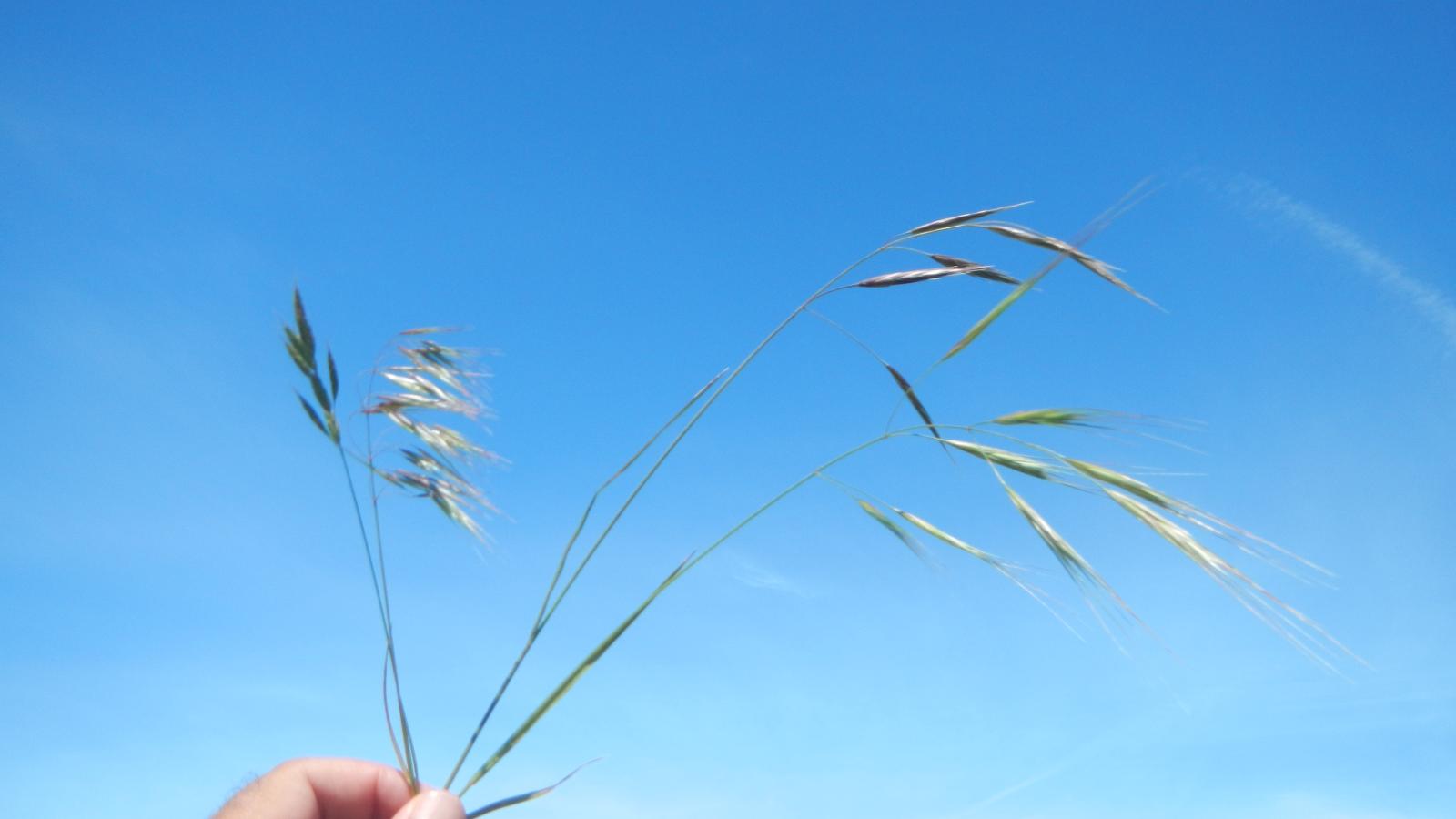 A hand holding a bunch of grasses against a blue sky.