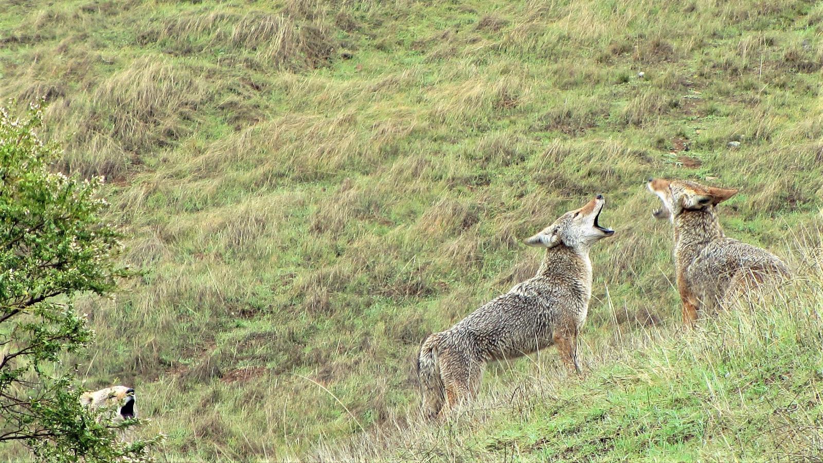 Coyotes 