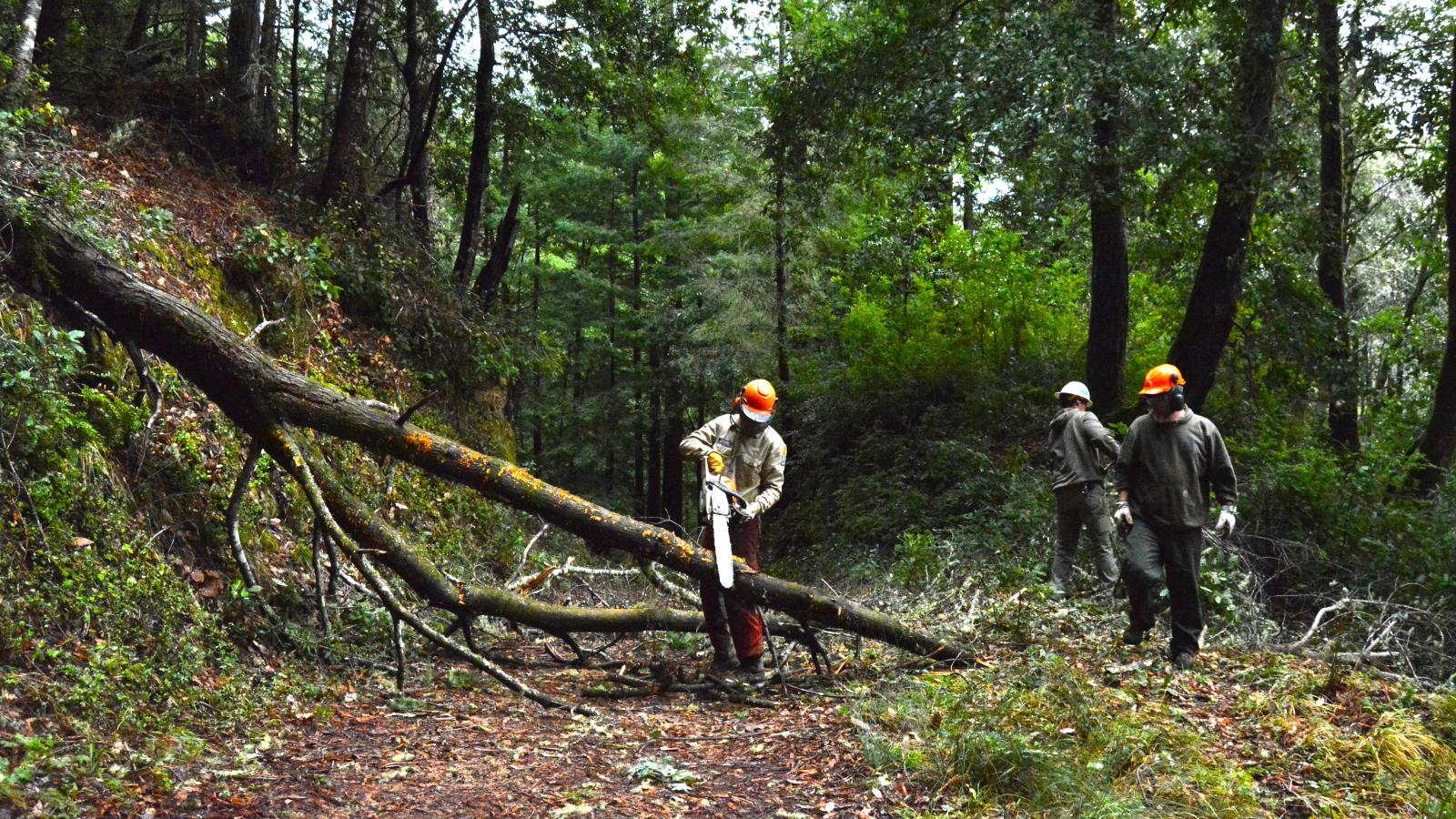 Midpen field staff use chainsaws to clear downed trees in El Corte de Madera Open Space Preserve