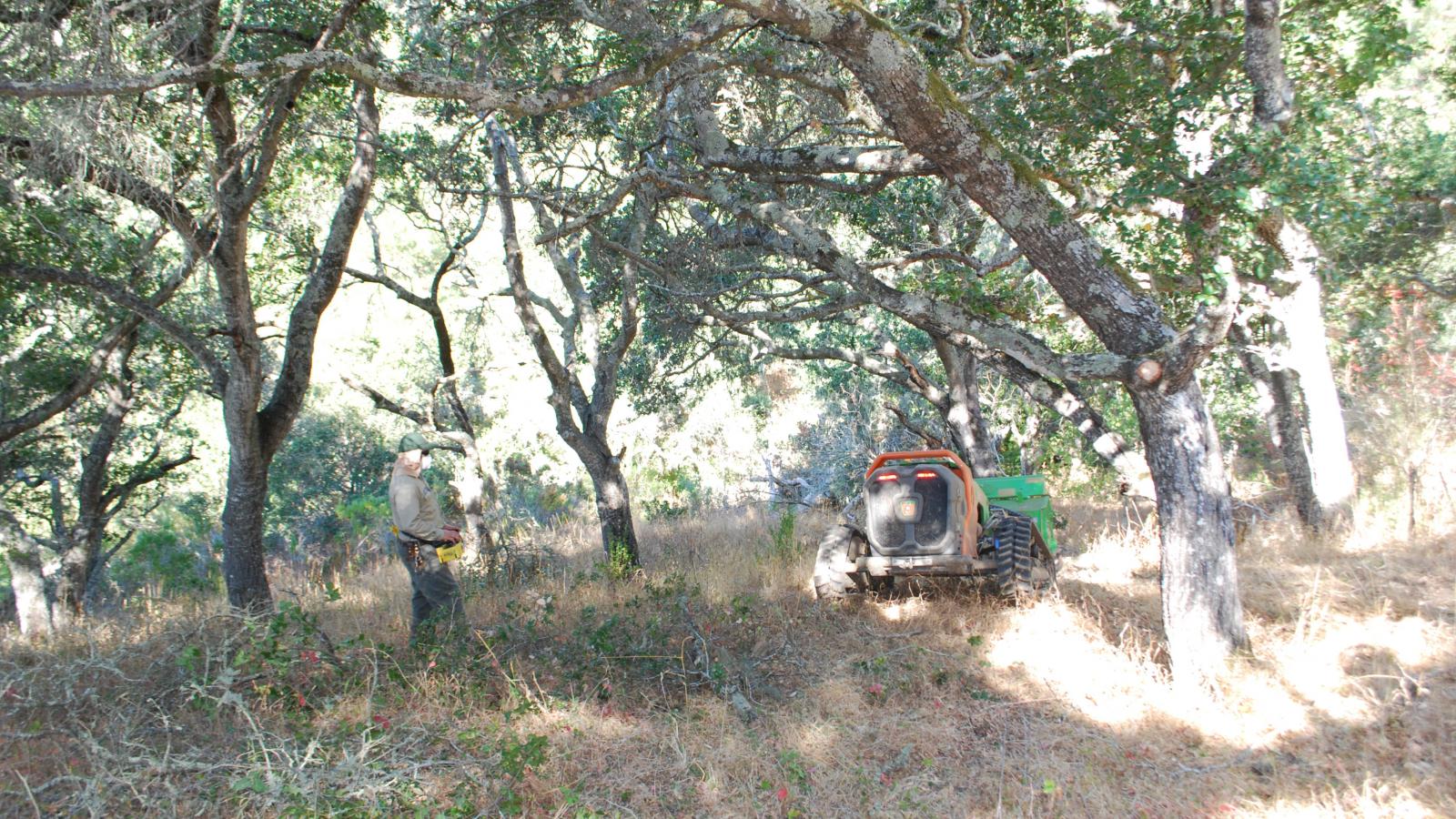 Midpen staff operate a remote control mower to create defensible space at Pulgas Ridge Preserve. (Leigh Ann Gessner)