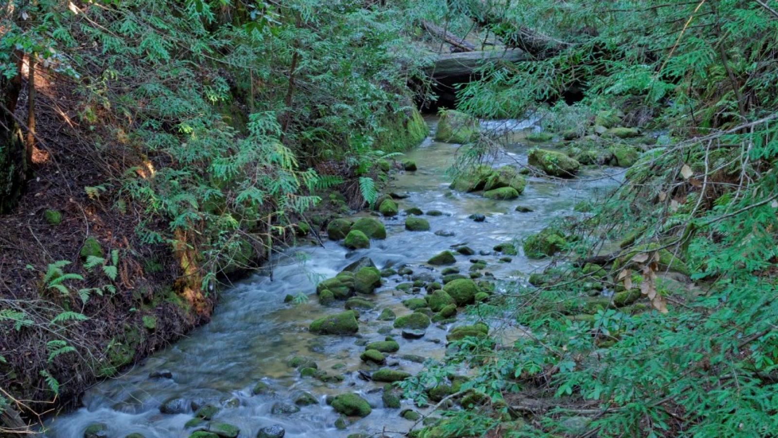 ECDM Creek at Virginia Mill by Karl Pringle