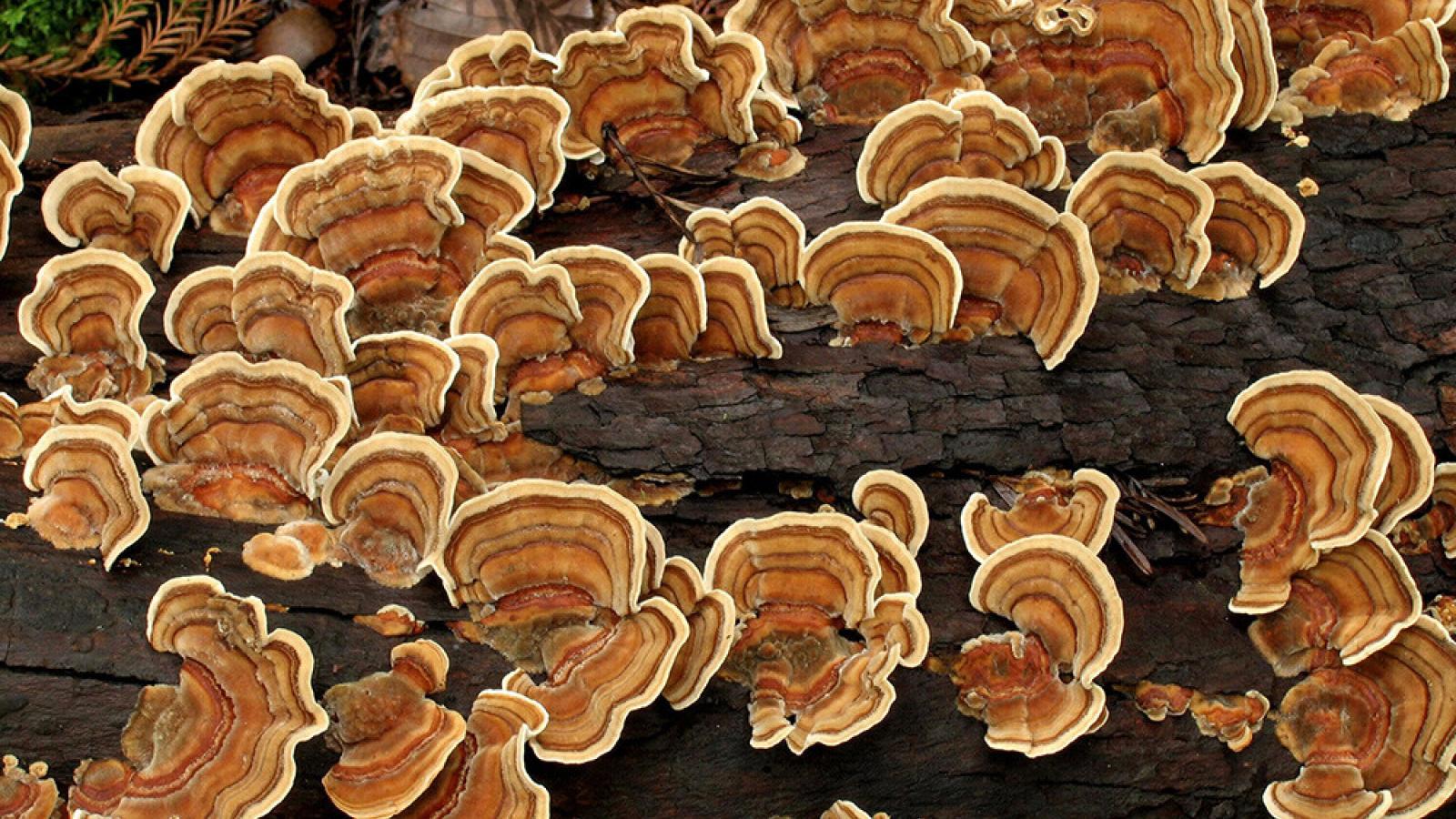 Turkey tail fungus (David Y. Porter)