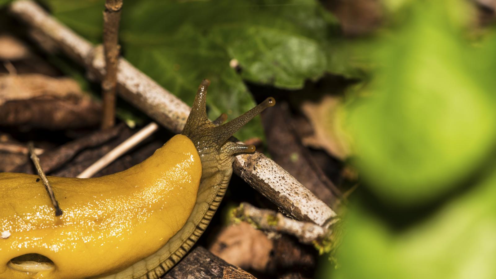 Banana slug (Garrett Nakamura)