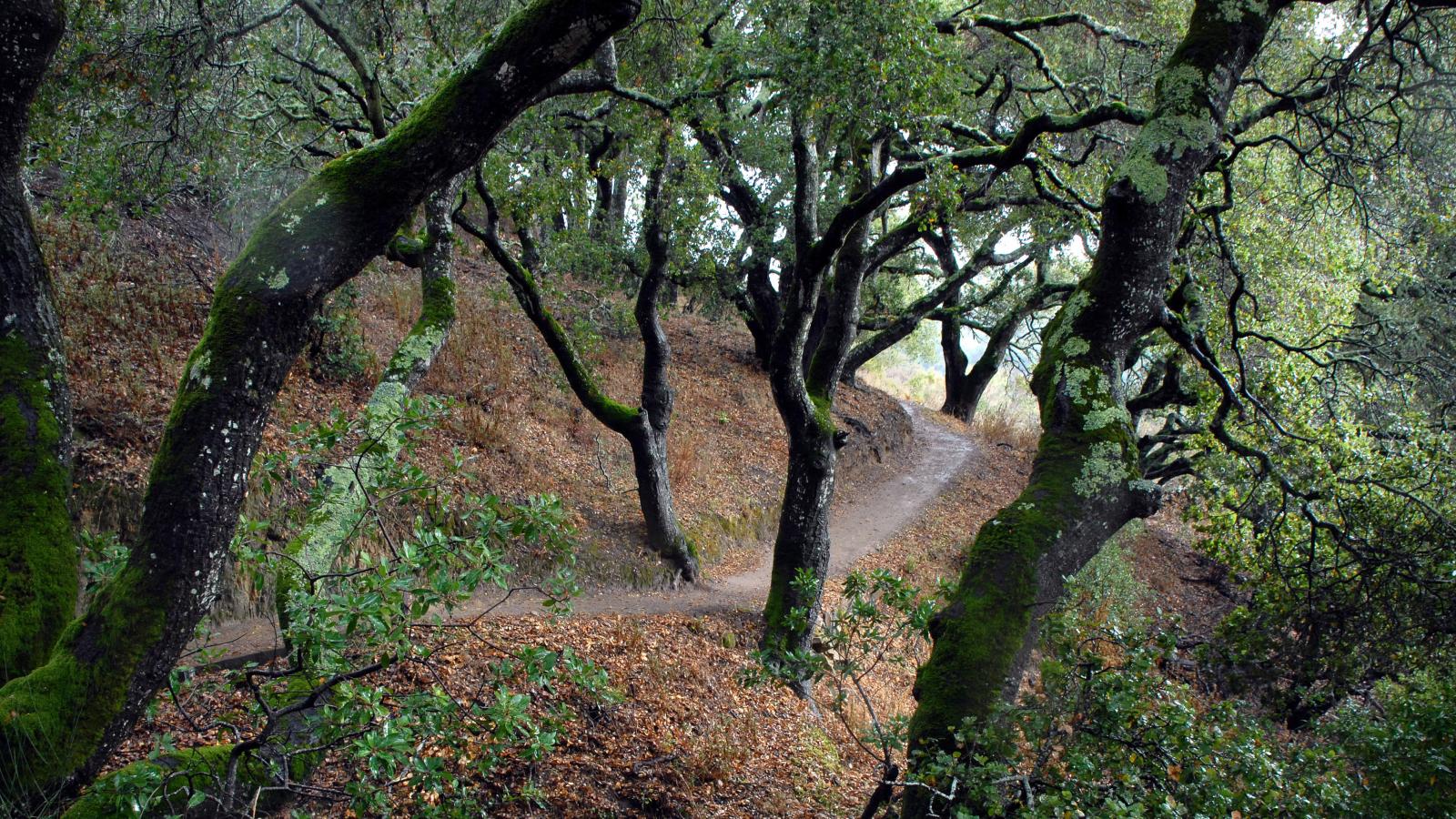 Pulgas Ridge Preserve by Erica Freeman. 