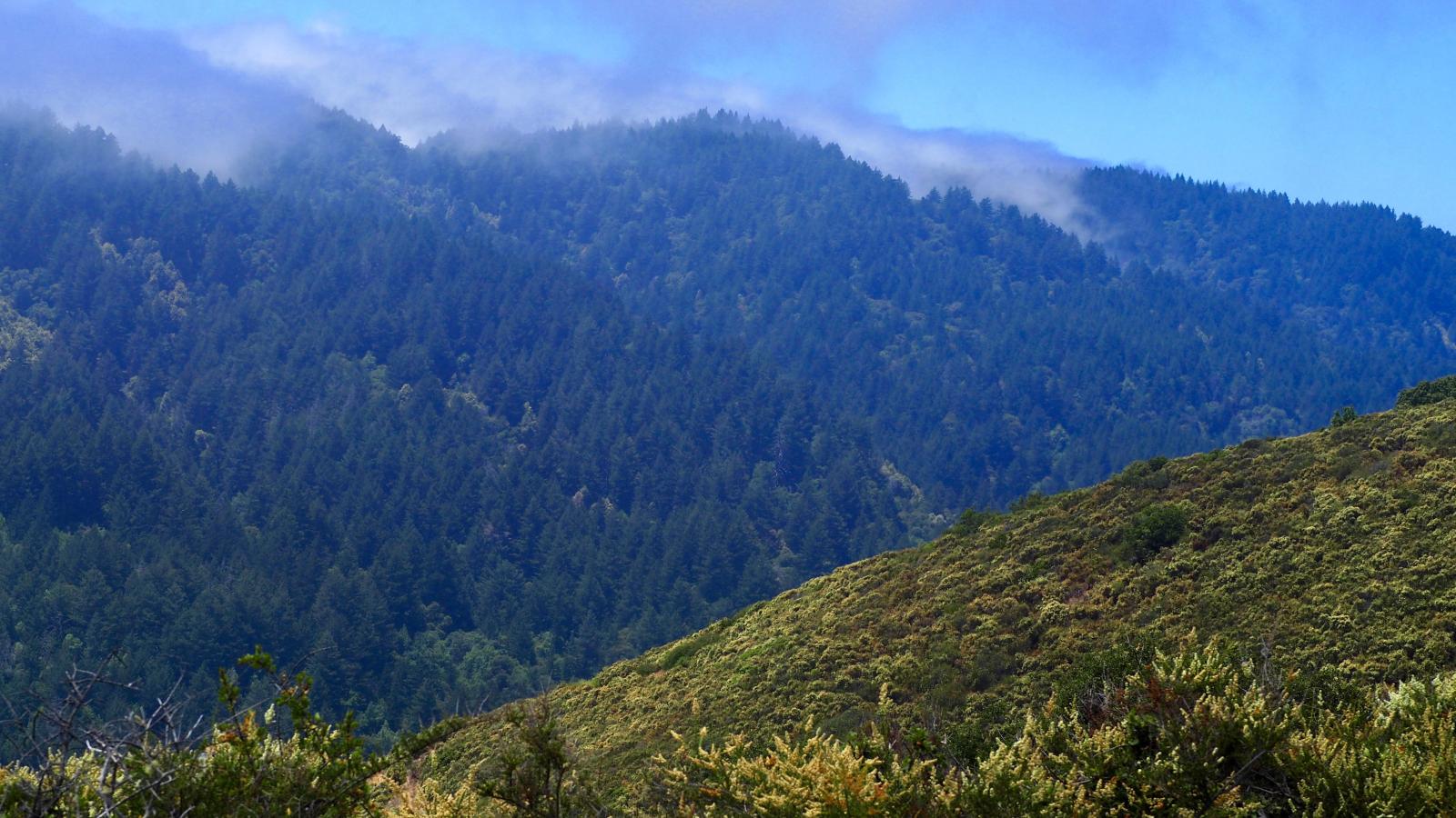 Landscape view of the Santa Cruz Mountain with fog. 