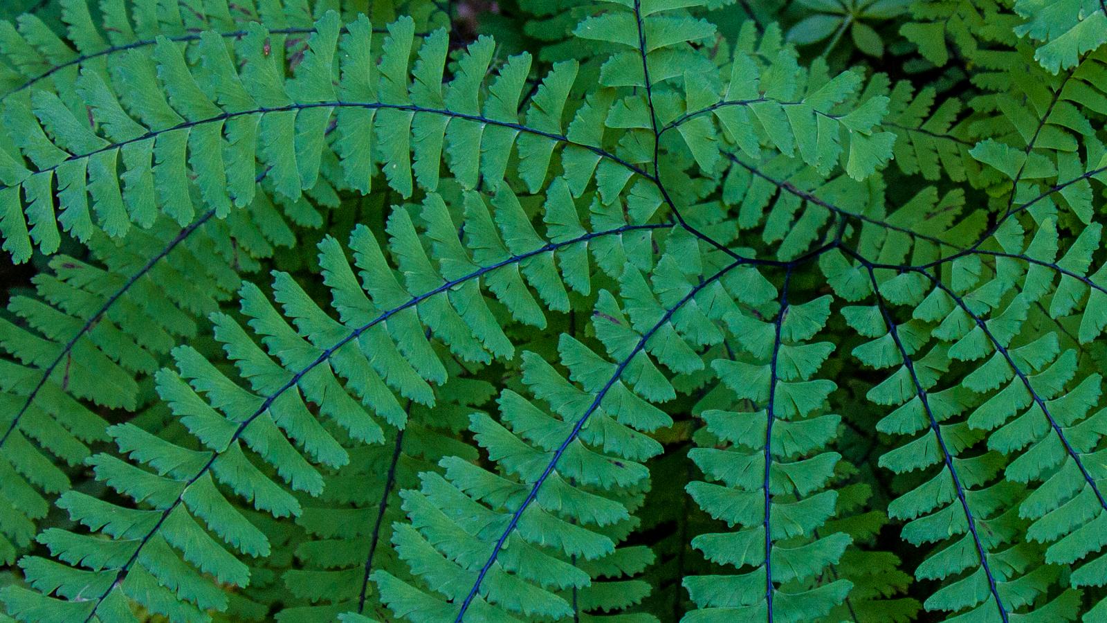 Closeup of a green maidenhair fern