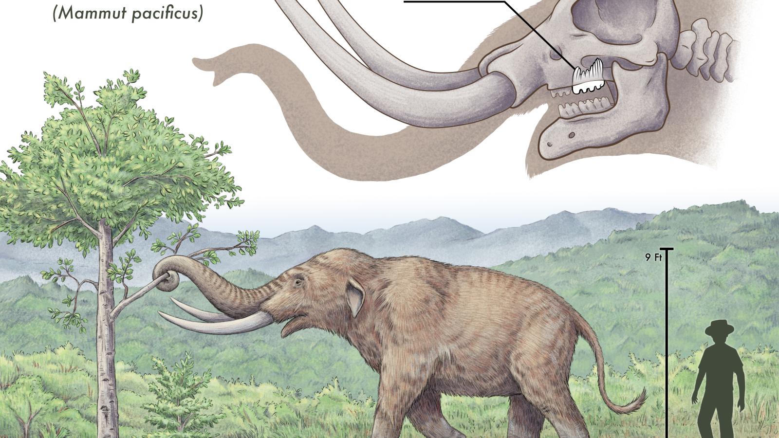 Artist's labelled rendering of a Pacific mastadon.