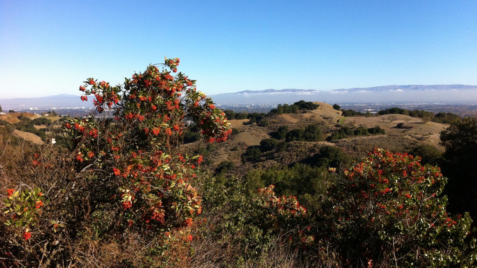 Red berries on a bush