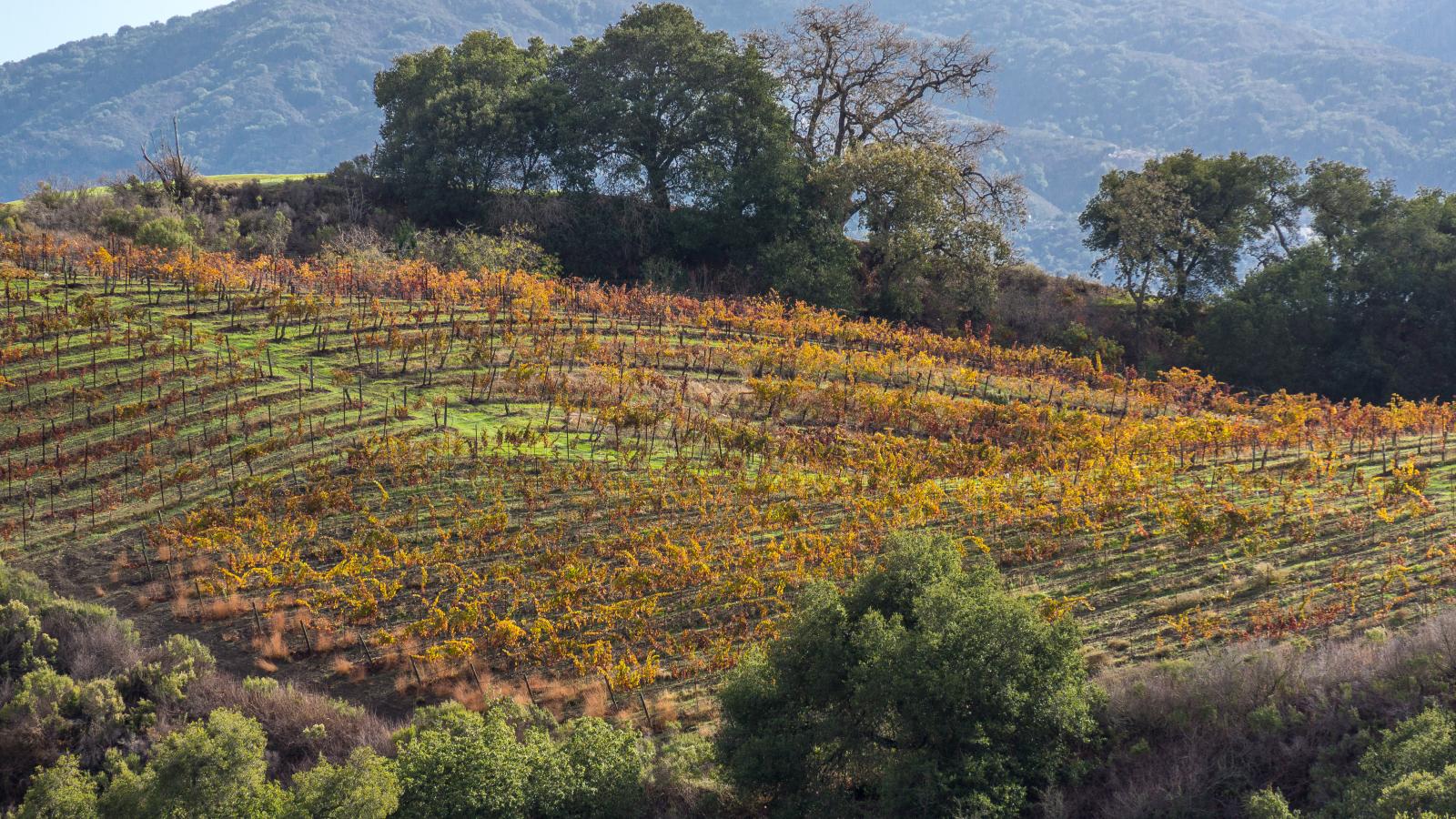 Vineyards Fremont Older, Karl Gohl