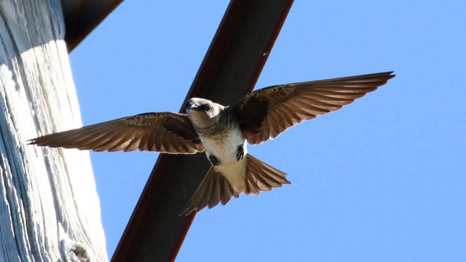 Female Purple Martin at Sierra Azul (Alvaro Jaramillo)