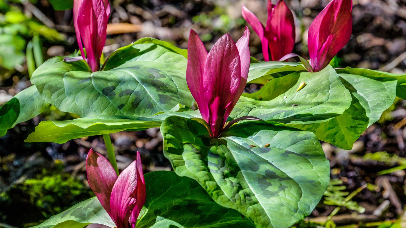 Giant Trillium in RSA (Karl Gohl)