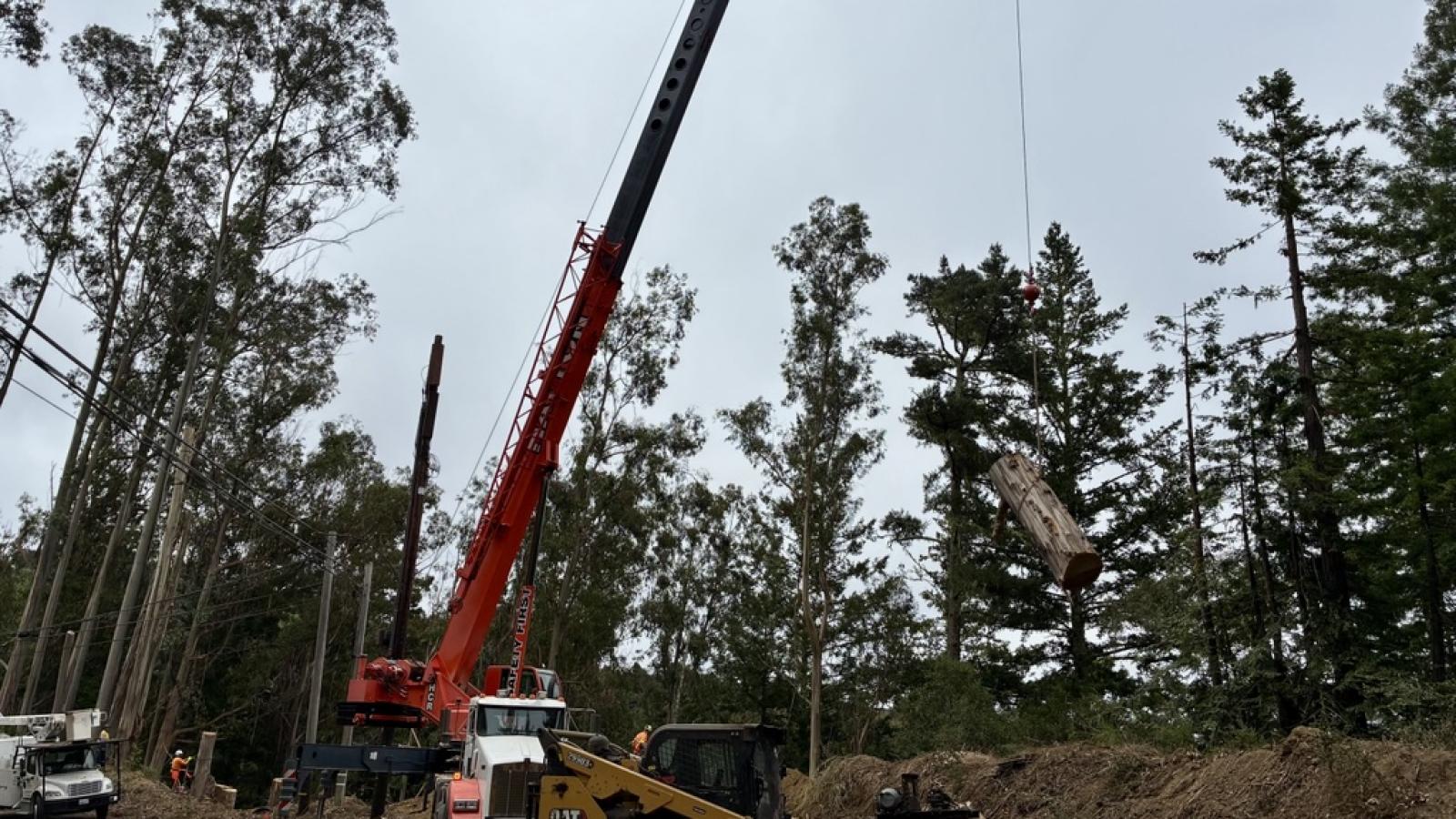 A crane and excavator being used to remove eucalyptus trees along Highway 84