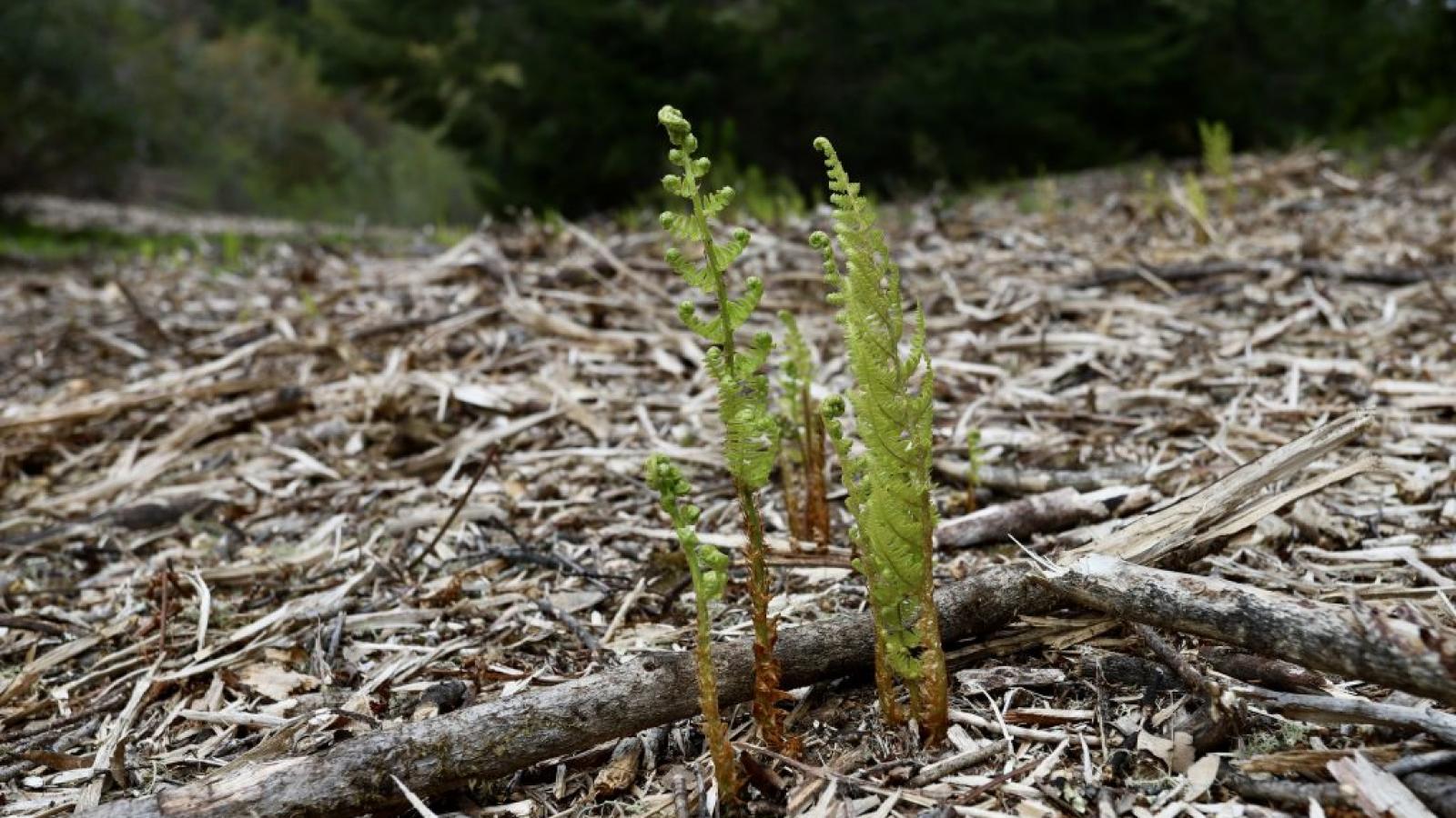 Fern regrowth forest health 