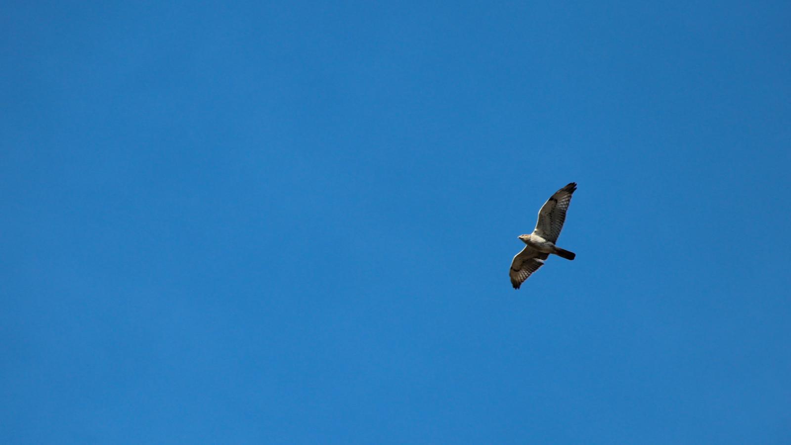 photo by Frances Freyburg Hawk above La Honda Creek Open Space Preserve / photo by Frances Freyburg
