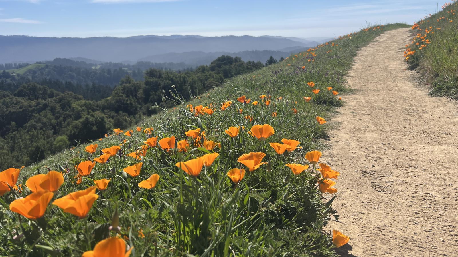 A cluster of California poppies next to a trail overlooking a valley