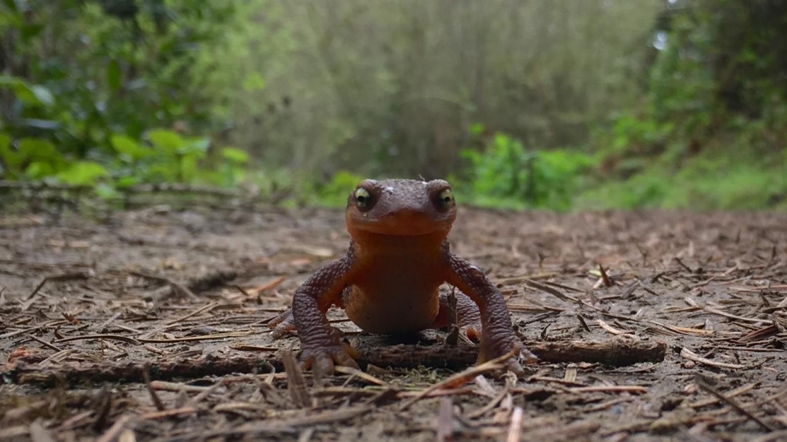 California Newt at Windy Hill Open Space Preserve. Photo by Judd Volino. 