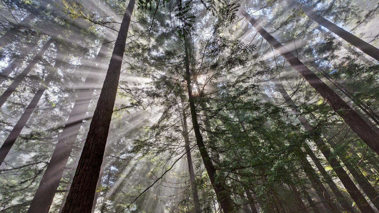 Sun streaming through tall redwood trees